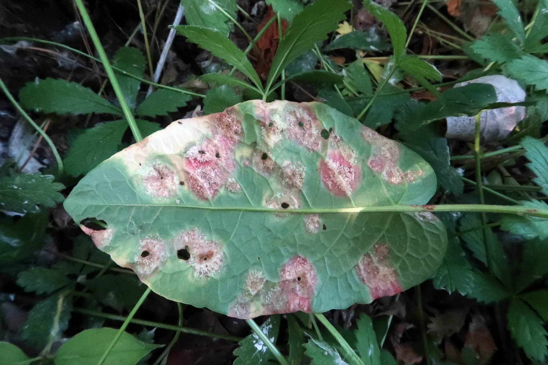Puccinia phragmitis - 1 - IMG_3358